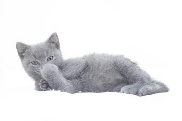 Un chaton gris repose sur un fond blanc. Chaton mignon. Un chat britannique. Enveloppe pour album ou carnet . — Photo