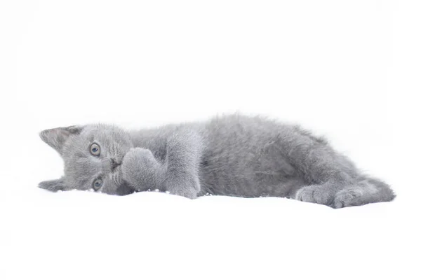 一只灰色的小猫躺在白色的背景上. 可爱的小猫。 英国猫。 相册或笔记本的封面. — 图库照片