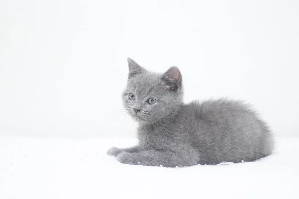 A grey kitten lies on a white background. Cute kitten. British cat. Cover for an album or notebook. — ストック写真