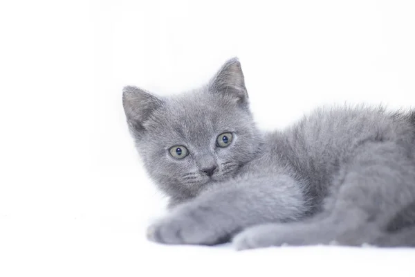 Um gatinho cinzento jaz sobre um fundo branco. Gatinho giro. Gato britânico. Capa para um álbum ou notebook . — Fotografia de Stock