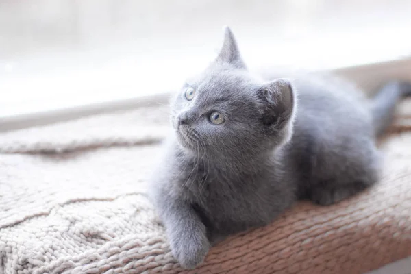 Een Brits poesje ligt op de vensterbank. Leuk poesje. Tijdschriftencover. Huisdier. Grijs poesje. . Kitten bij het raam. — Stockfoto