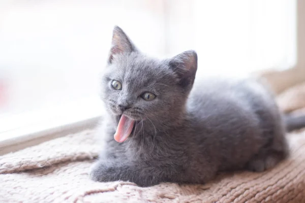 En brittisk kattunge ligger på fönsterbrädan. Söt kattunge. Tidningsomslag. Sällskapsdjur. Grå kattunge. . Kattunge vid fönstret. — Stockfoto