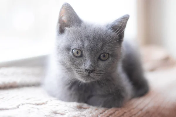A British kitten is lying on the windowsill. Cute kitten. Magazine cover. Pet. Grey kitten. . Kitten at the window. — Stock Photo, Image