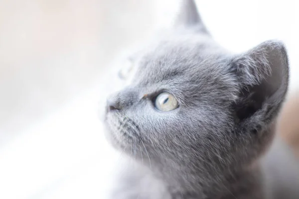 A British kitten is lying on the windowsill. Cute kitten. Magazine cover. Pet. Grey kitten. . Kitten at the window. — Stock Photo, Image