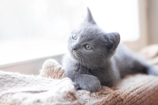 Британский котёнок лежит на подоконнике. Симпатичный котенок. Обложка журнала. Животное. Серый котёнок. - Да. Котенок у окна . — стоковое фото