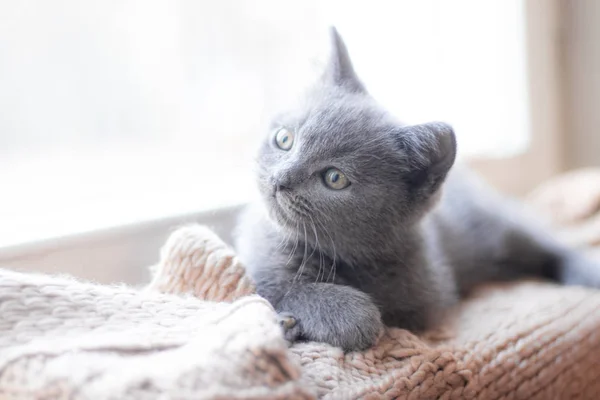 En brittisk kattunge ligger på fönsterbrädan. Söt kattunge. Tidningsomslag. Sällskapsdjur. Grå kattunge. . Kattunge vid fönstret. — Stockfoto