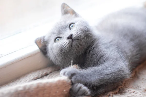 A British kitten is lying on the windowsill. Cute kitten. Magazine cover. Pet. Grey kitten. . Kitten at the window. — Stock Photo, Image