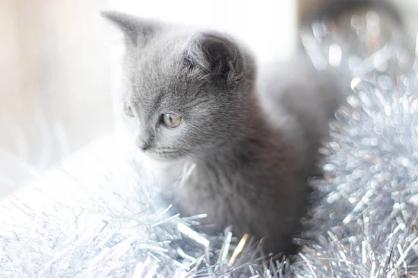 Um gatinho britânico está deitado no parapeito da janela. Gatinho giro. Capa de revista. Animal de estimação. Gatinho cinzento. .. Gatinho na janela . — Fotografia de Stock