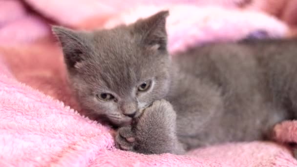 Котёнок моет лапы, лежащие на кровати. серый котенок. котенок смотрит в раму. Британский котенок. чистокровный кот. питомец статья о кошках . — стоковое видео