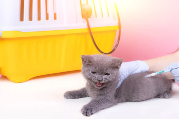 Cat at the reception of a veterinarian. Cat at the veterinary table. Veterinary Medicine Animal treatment. Pet Health An article about animals. Article about veterinary medicine. A gray cat lies on a