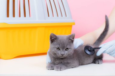 Bir veterinerin resepsiyonundaki kedi. Veteriner masasındaki kedi. Veteriner Tıbbı Hayvan Tedavisi. Hayvan Sağlığı. Hayvanlar hakkında bir makale. Veterinerlik hakkında makale. Gri bir kedi yerde yatıyor. 