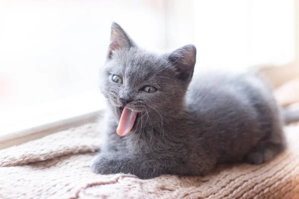 En brittisk kattunge ligger på fönsterbrädan. Söt kattunge. Tidningsomslag. Sällskapsdjur. Grå kattunge. . Kattunge vid fönstret. — Stockfoto