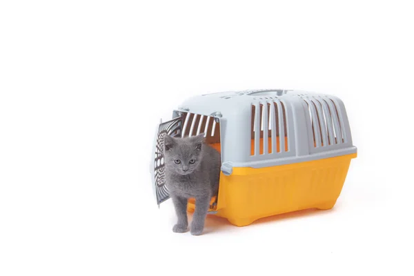 Carrier for cats and small dogs isolated on a white background. safe transportation of animals, article about the transportation of animals. Isolated white background. Gray plastic carry for cats. Vet — Stock Photo, Image