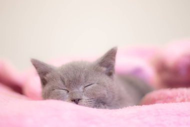 İngiliz bir kedi yavrusu pembe bir battaniyenin üzerinde uyur. Şirin kedi yavrusu. Dergi kapağı. Evcil hayvan. Gri kedicik. Dinlen..