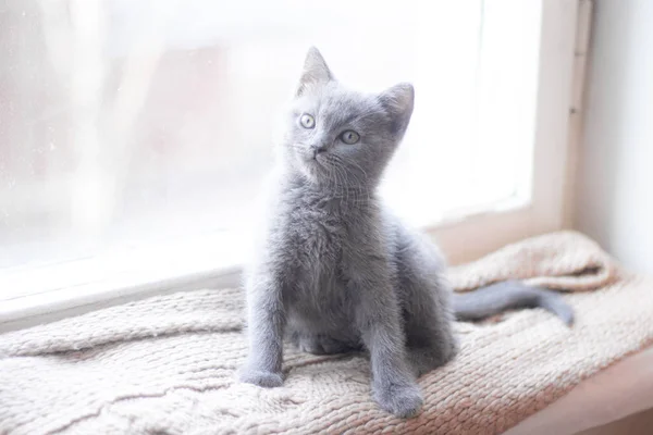 En brittisk kattunge ligger på fönsterbrädan. Söt kattunge. Tidningsomslag. Sällskapsdjur. Grå kattunge. . Kattunge vid fönstret. — Stockfoto