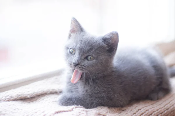 En brittisk kattunge ligger på fönsterbrädan. Söt kattunge. Tidningsomslag. Sällskapsdjur. Grå kattunge. . Kattunge vid fönstret. — Stockfoto