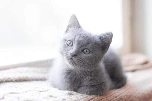 一只英国小猫躺在窗台上. 可爱的小猫。 杂志封面。 宠物。 灰猫。 -是的 小猫在窗前. — 图库照片