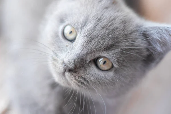 Британский котёнок лежит на подоконнике. Симпатичный котенок. Обложка журнала. Животное. Серый котёнок. - Да. Котенок у окна . — стоковое фото