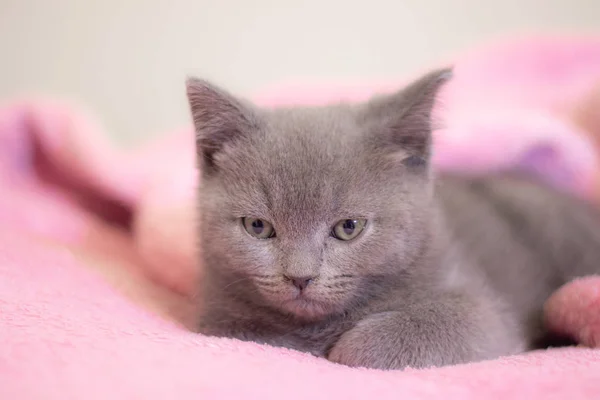 A British kitten sleeps on a pink blanket. Cute kitten. Magazine cover. Pet. Grey kitten. Rest. — Stock Photo, Image