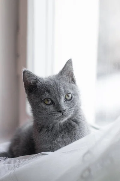 Egy brit cica fekszik az ablakpárkányon. Aranyos cica. Magazin címlap. Kisállat. Szürke cica. - Igen. Kiscica az ablakban.. — Stock Fotó