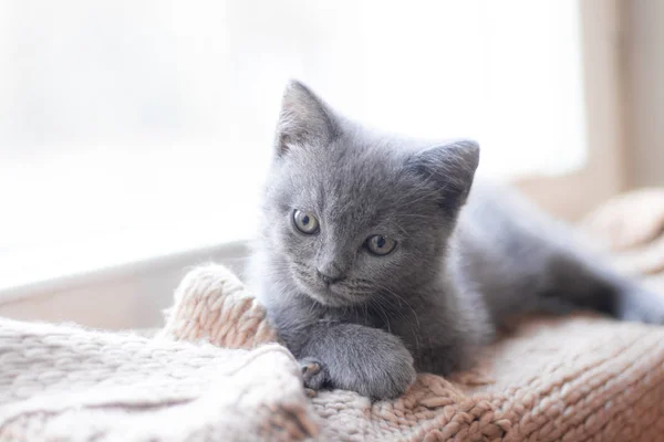 Um gatinho britânico está deitado no parapeito da janela. Gatinho giro. Capa de revista. Animal de estimação. Gatinho cinzento. .. Gatinho na janela . — Fotografia de Stock