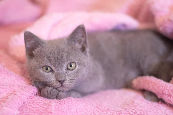 Un chaton britannique dort sur une couverture rose. Chaton mignon. Couverture de magazine. Pet. Chaton gris. Repos . — Photo