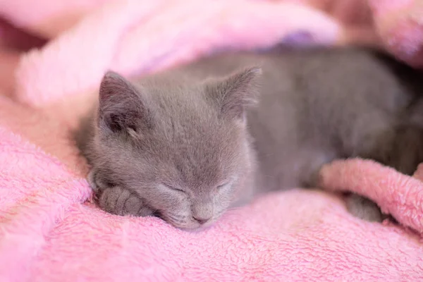 Un chaton britannique dort sur une couverture rose. Chaton mignon. Couverture de magazine. Pet. Chaton gris. Repos . — Photo