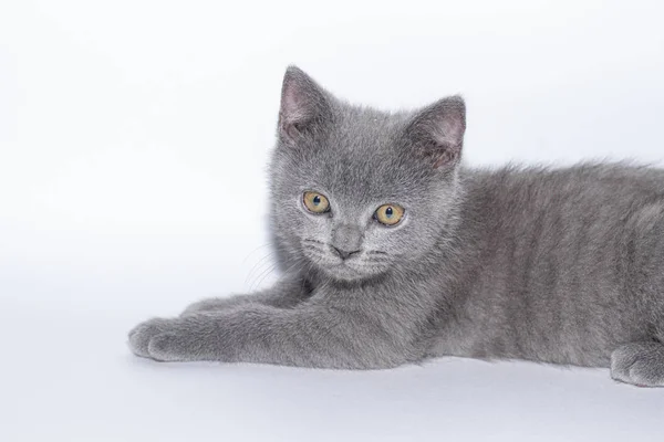 A grey kitten lies on a white background. Cute kitten. British cat. Cover for an album or notebook. — Stock Photo, Image