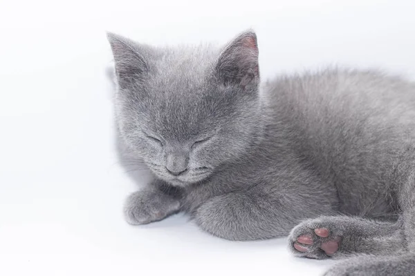 Un chaton gris repose sur un fond blanc. Chaton mignon. Un chat britannique. Enveloppe pour album ou carnet . — Photo