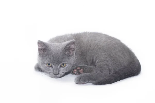 Un chaton gris repose sur un fond blanc. Chaton mignon. Un chat britannique. Enveloppe pour album ou carnet . — Photo