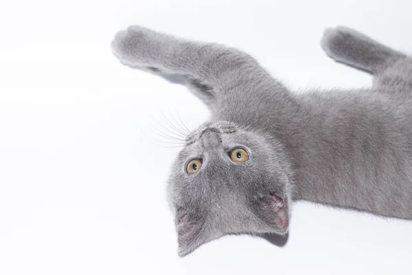 Un chaton gris repose sur un fond blanc. Chaton mignon. Un chat britannique. Enveloppe pour album ou carnet . — Photo