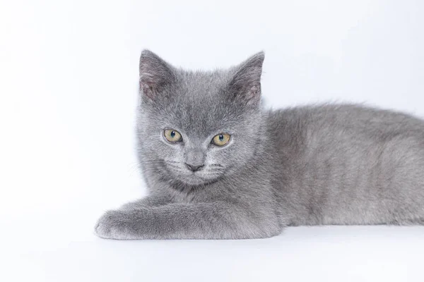 A grey kitten lies on a white background. Cute kitten. British cat. Cover for an album or notebook. — Stock Photo, Image