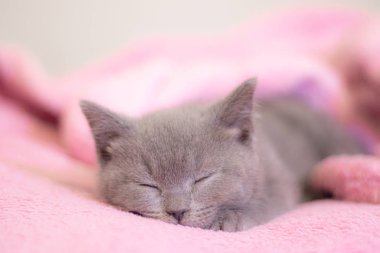 İngiliz bir kedi yavrusu pembe bir battaniyenin üzerinde uyur. Şirin kedi yavrusu. Dergi kapağı. Evcil hayvan. Gri kedicik. Dinlen..