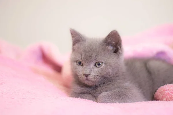 Ένα βρετανικό γατάκι κοιμάται πάνω σε ροζ κουβέρτα. Γλυκό γατάκι. Το εξώφυλλο. Κατοικίδιο. Γκρίζο γατάκι Ανάπαυση. — Φωτογραφία Αρχείου