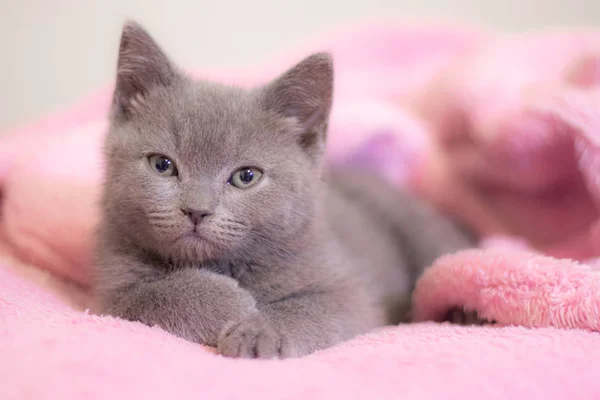 A British kitten sleeps on a pink blanket. Cute kitten. Magazine cover. Pet. Grey kitten. Rest.
