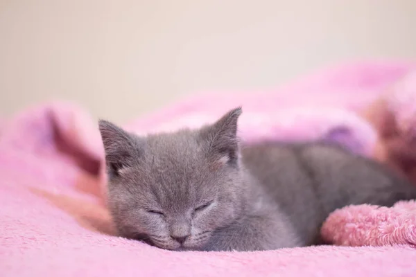 İngiliz bir kedi yavrusu pembe bir battaniyenin üzerinde uyur. Şirin kedi yavrusu. Dergi kapağı. Evcil hayvan. Gri kedicik. Dinlen.. — Stok fotoğraf