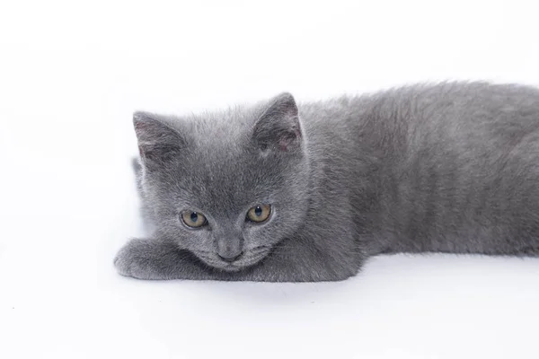 Beyaz arka planda gri bir kedi yavrusu yatıyor. Şirin kedi yavrusu. İngiliz kedisi. Albüm veya defter kapağı. — Stok fotoğraf