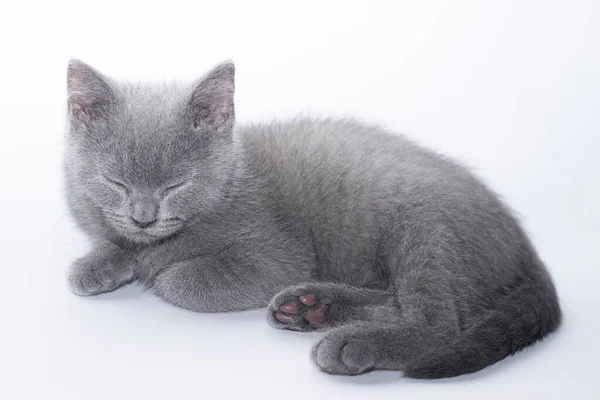 Beyaz arka planda gri bir kedi yavrusu yatıyor. Şirin kedi yavrusu. İngiliz kedisi. Albüm veya defter kapağı. — Stok fotoğraf