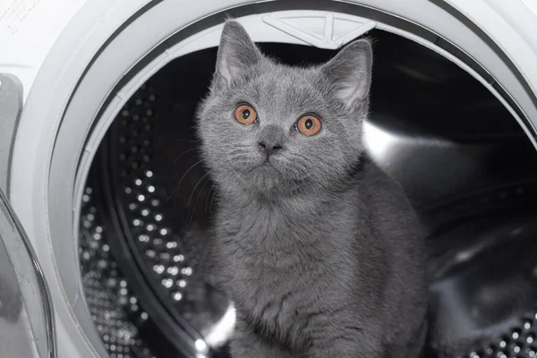 Cat in the washing machine . Washing machine. Pet. Drum machines . British kitten. Funny Laundry