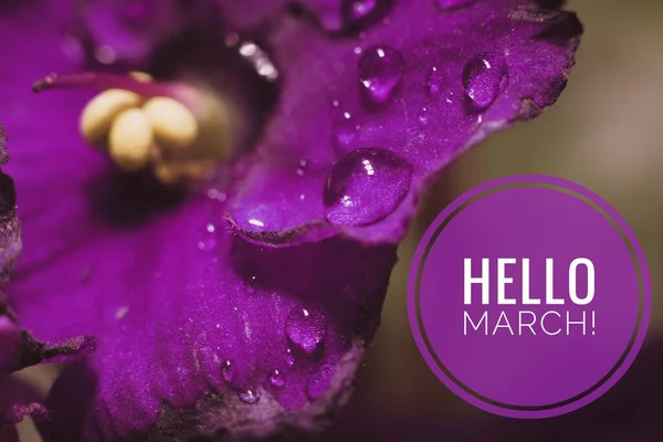 Banner Hello March Picture Text Photo Flowers Text Photo Flowers — Stockfoto