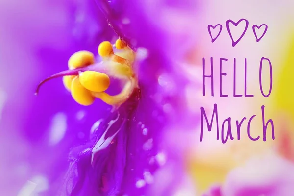 Banner Hello March Picture Text Photo Flowers Text Photo Flowers — Stock Photo, Image