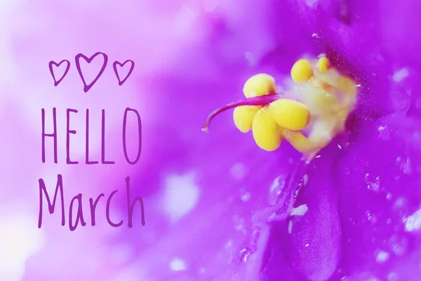 バナーこんにちは3月 テキスト付きの画像 花と写真 花と一緒に写真にテキスト 新しい月だ 春の花 — ストック写真