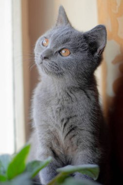 Bir İngiliz kedi yavrusu pencere eşiğinde oturuyor. Şirin kedi yavrusu. Dergi kapağı. Evcil hayvan. Gri kedicik. Dinlen. Penceredeki kedi yavrusu.