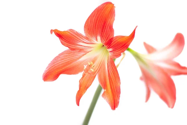 Хіппеаструм Червона Квітка Ізольована Квітка Білому Тлі Домашня Квітка Прекрасна — стокове фото