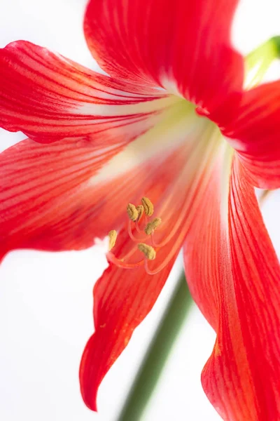 Hippeastrum Flor Roja Flor Aislada Sobre Fondo Blanco Flor Casera — Foto de Stock