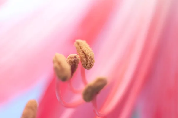 Hippeastrum Red Flower Home Flower Beautiful Plant Flowering Pistils Stamens — Stock Photo, Image