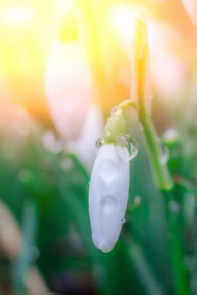 Snödroppar Första Vårblommorna Blommig Bakgrund Blixten Fotot Vattendroppar Blomman — Stockfoto