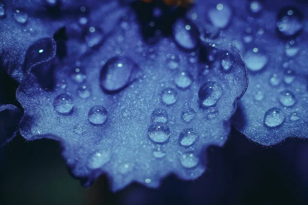 花の葉に水が落ちる バイオレット ホームフラワー 多年生 — ストック写真