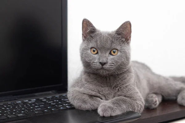 The cat is lying on the laptop . A pet. Working on a computer. Breed British. Concept of Studio shooting for articles and ads about the leisure of Pets.