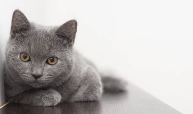 Gri, dumanlı, tüylü bir İngiliz kedisi beyaz bir arka planda kameraya bakar ve yazı için boşluk bırakır. Evcil hayvanların bakımıyla ilgili makale ve reklamlar için Stüdyo fotoğrafçılığı kavramı